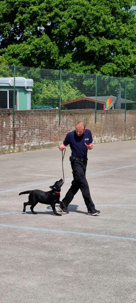 Paul Haylock Dog Training - Walking a Dog